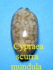 Cypraea scurra var. mundula, Lorenz 2002